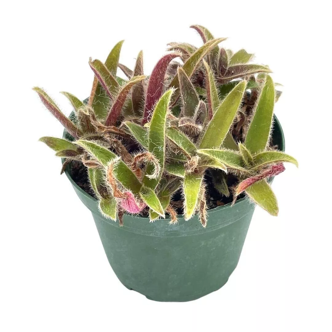 Cyanotis somaliensis Pussy Ears 4 in Variegated Fuzzy Green and Pink Trade - £28.32 GBP