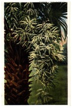 Cabbage Palmetto Bloom Floral Postcard - £6.92 GBP