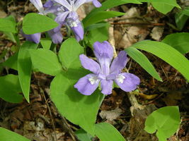 12 wild iris,Iris cristata   - £5.99 GBP