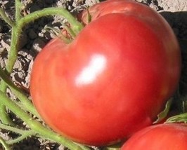 Tomato Seeds German Queen&quot;Luscious, Sweet Beefsteak&quot;, 25 Seed Pack,Organic, USA  - £1.55 GBP