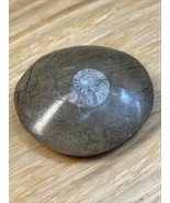 Natural Ammonite Snail Fossil Small KG JD - $17.65 CAD