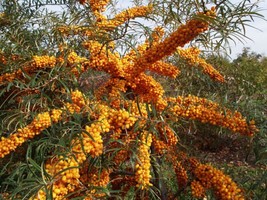 Seaberry 50 Seeds Sea Buckthorn Medicinal Edible Shrub Bush RareFrom US - $8.35