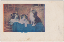 Cats Kittens Postcard Wide Awake Vintage Unused - $2.99