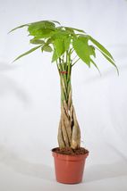 5 Money Tree Plants Braided into 1 Tree -Pachira - 4&quot; Pot Indoor House P... - $24.99