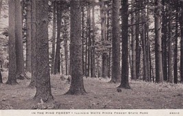 Pine Forest Illinois White Pines Forest State Park IL Postcard C38 - $2.99