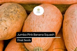 10 Seeds Jumbo Pink Banana Squash (Cucurbita maxima) – Heirloom Variety,... - $5.74