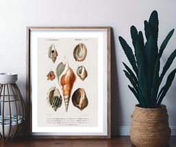 Sea Conch Shells Charles d&#39;Orbigny Art Poster Print 12 x 18 in - £15.76 GBP