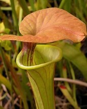 Sarracenia flava var Cuprea pitcher - £2.54 GBP