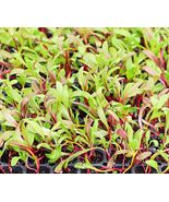 Rainbow Swiss Chard MICROGREEN 10 Seeds | Non-GMO | Heirloom  - £8.25 GBP