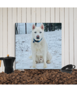 White Husky Canvas Wall Art 24x24 | Blue Eyed Dog Sitting in Snow Print - $56.95