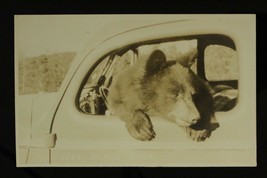 Vintage RPPC Real Photo Postcard BLACK BEAR in Car 1023 Made in Canada - £9.92 GBP