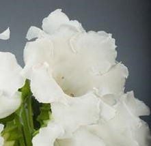 25 Gloxinia Pure White Empres Flower Seeds From US  - $8.35