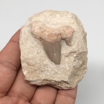 86.4g,2.3&quot;X2.1&quot;x1.4&quot;Otodus Fossil Shark Tooth Mounted on Matrix @Morocco,MF2001 - £4.15 GBP