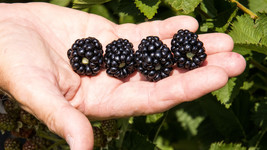 2 Plants The Best of All! Thornless Blackberry- Rubus - “Ponca-" - $45.58