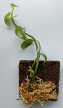 Vanilla Planifolia, miniature Vanllia orchid, tree fern mount - £40.28 GBP
