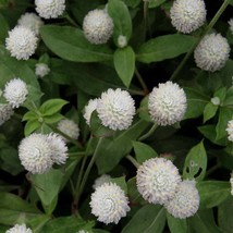 New Fresh Seeds Gomphrena Seed Gomphrena Globosa White Flower Seeds 2000 Seeds - £13.90 GBP