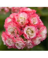 Pelargonium &#39;Appleblossom Rosebud&#39; Zonal Geranium CUTTINGS Plant - €16,98 EUR