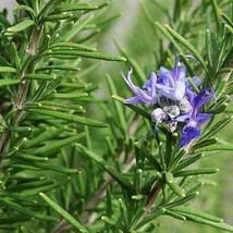 Rosemary 100 Seeds Free Shipping - $75.58 MXN