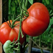 10 Seeds Burpee&#39;S Big Boy Tomato Seeds  Hybrid  - $3.99
