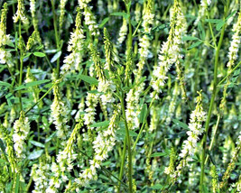 1500 White Blossom Sweet Clover Alba Albus Honey Clover Flower Seeds - £10.51 GBP