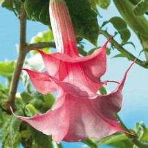 10 Double Pink Rose Angel Trumpet Seeds Flowers Seed Brugmansia Datura - £7.89 GBP