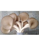 4-Type Thai Mushroom Powder - Immune Support, Vegan Umami &amp; Cooking Boost! - $364.17 MXN