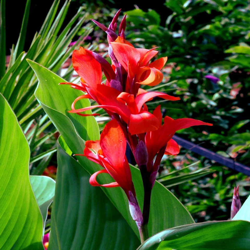20 Seeds Red Canna Lily Indica Seeds Arrowroot Flowers Attracts Hummingbirds - $20.99