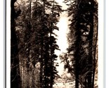 RPPC Trees Along Redwood Highway California CA UNP Postcard Z9 - $3.91