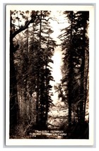 RPPC Trees Along Redwood Highway California CA UNP Postcard Z9 - £3.05 GBP