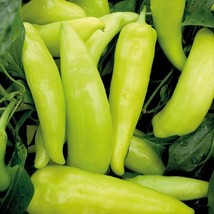 50 Seeds Hungarian Wax Sweet Pepper Heirloom Seeds Boost Garden Fast - £6.84 GBP