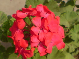 Geranium Seeds Maverick Red Geranium Seeds 15 Film Coated Seeds Garden U... - $14.75