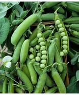Alaska Pea, NON-GMO, Shelling Pea Heirloom, Earliest  of All, FREE SHIPPING - €1,62 EUR+