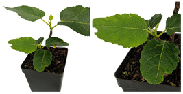 Panache Tiger Stripe Fig Plant - Sweet - Quart Pot - Candy Stripe Fig - C2 - £53.25 GBP