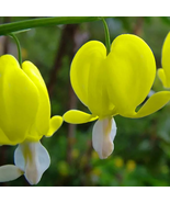 Orange Dicentra spectabilis - 100 Seeds - $11.07