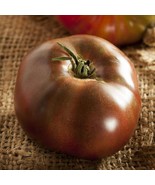 Tomato BLACK BRANDYWINE Potato Leaf Beefsteak Indeterminate Heirloom 30 ... - £49,918.07 GBP