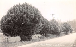 Columbia River Hwy Oregon~Myrtle Trees~Paterson #709 Real Photo Postcard - £4.70 GBP