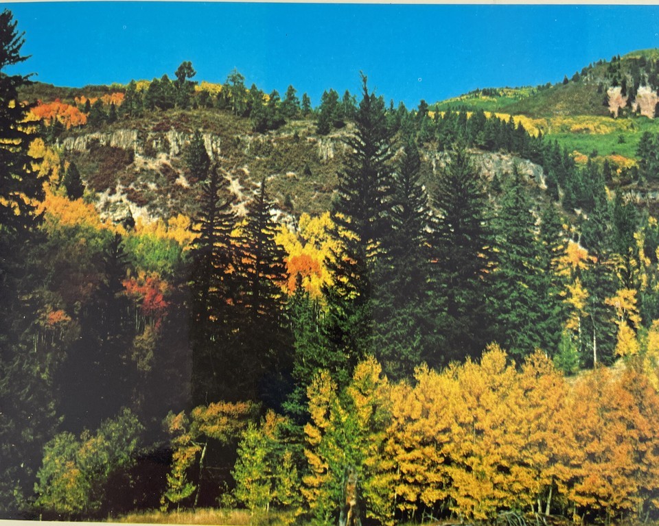 Petley Plastichrome Postcard Golden Aspens in Southwestern Mountains Lansford Item image 2