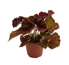 Autumn&#39;s Best Begonia Plant - 3.7&quot; Pot -Terrarium/Fairy Garden/HousePlant - £28.85 GBP