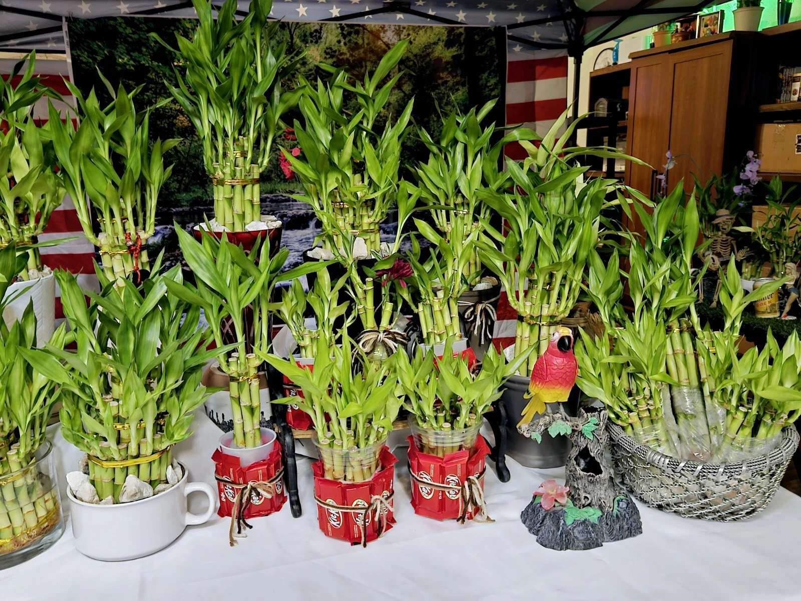 10 LUCKY BAMBOO PLANTS 4&quot; Free Butterfly Stake, Ideal Gift, Feng Shui - $35.63