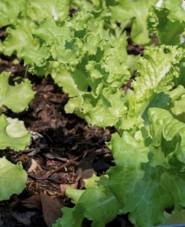 FMG 4000 Lettuce Seeds Leaf Grand Rapids Heirloom Non-Gmo 4000 Seeds ...