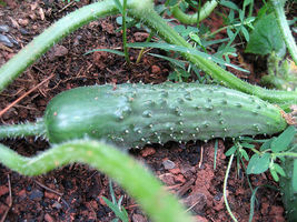 Cucumber pickling 25 seeds - £8.32 GBP