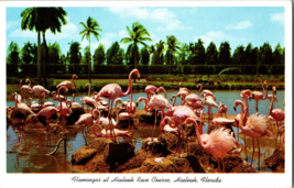 Vtg Postcard, Flamingos at Hialeah Race Course, Hialeah, Florida - £4.62 GBP