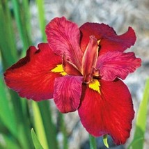 Live Ann Chowning Red Louisiana Iris Aquatic Marginal Pond Plant - £18.33 GBP