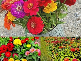 301+GIANT California Zinnia Mix Summer Flowering Annual Cut Flowers Seeds Easy - £10.27 GBP