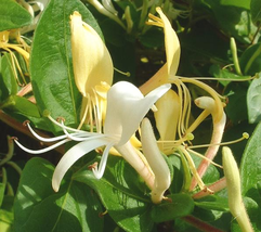 Lonicera japonica seeds Japanese honeysuckle golden silver graines semillas - $7.38+
