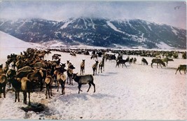 National Elk Refuge Jackson Hole Wyoming Postcard - £5.83 GBP