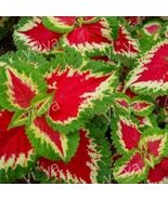 20 Pcs/Lot Coleus seeds DIY home garden - $4.70