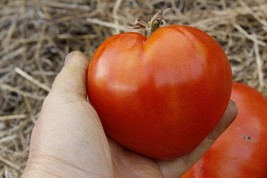 50 Seeds Rostova Tomato Vegetable Edible Canning Fresh Usa Seller - £7.83 GBP