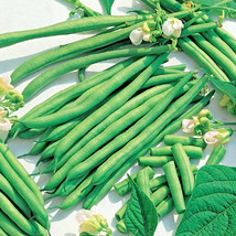 Blue Lake Bush Green Bean Seeds Heirloom NON-GMO Tasty Hardy Autumn 100+ Seeds - £4.29 GBP