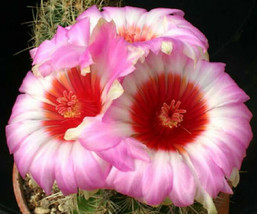 Thelocactus bicolor schwarsii, exotic flowering cactus cacti rare seed 10 SEEDS - £7.16 GBP